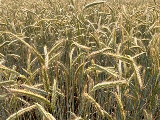 Close up of wheat field with healthy fresh ripe stems of the plant food crop growing in vast farmers landscape in rural Suffolk England uk in mid Summer  blue skies sunshine