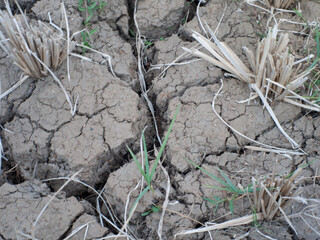 The rice fields are dry due to the dry season, so the harvest is early.