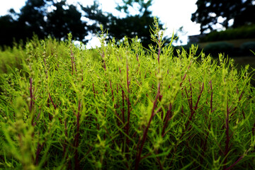 Pictures of bright green grass.
Close-up photos of seasonal grasses.
