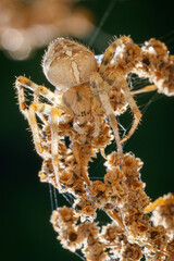 Cross Spider - Kreuzspinne