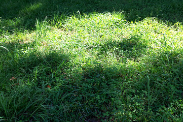 Obraz premium Pictures of bright green grass. Close-up photos of seasonal grasses.