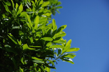 Pictures of bright green grass.
Close-up photos of seasonal grasses.