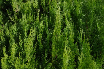 Pictures of bright green grass.
Close-up photos of seasonal grasses.