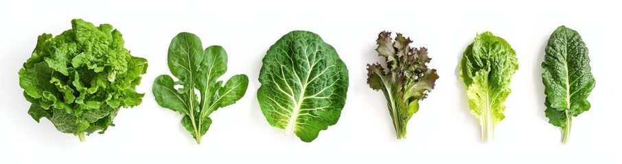 Green Cos lettuce leaves isolated on white background, flat lay presentation of fresh salad vegetables, healthy and organic.