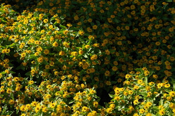 Obraz premium Pictures of flowers in the park Close-up photos of seasonal flowers 