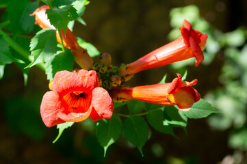 The flowers of Honeysuckle Capensis, or Tecoma capensis, a species of Trumpet bush in the ant garden