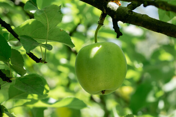 Close-up of a green apple on a branch in an orchard