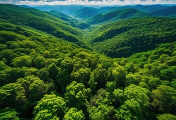 Obraz premium stunning aerial perspective showcasing expansive lush green forests under clear blue skies, view, trees, canopy, nature, landscape, horizon, foliage