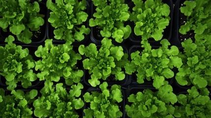 A top-down view of hydroponic green salad plants in a high-tech greenhouse, showing rows of perfectly aligned plants.