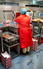lady working on fruit packing line