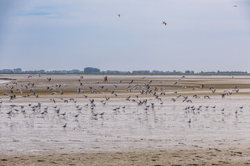 Réserve Naturelle Nationale de la Baie de Somme vue depuis Le Crotoy