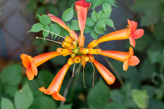 The flowers of Honeysuckle Capensis, or Tecoma capensis, a species of Trumpet bush in the ant garden