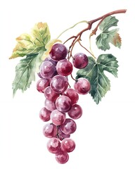 Fototapeta premium A bunch of red grapes hanging from a vine with green leaves. Watercolor painting.