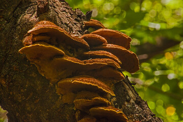 Oak conk (Fuscoporia gilva) 15343