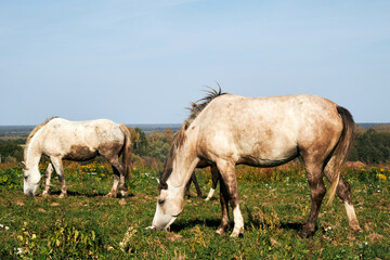 White horses grazing in a field on a sunny summer day