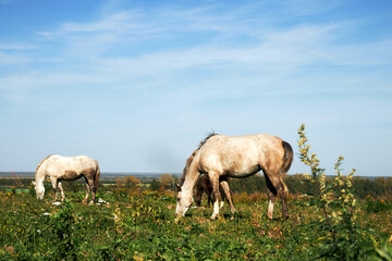 White horses grazing in a field on a sunny summer day