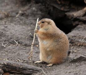Close-up of a ground squirrel. Taken in Alberta, Canada