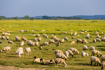 Obraz premium Les Agneaux Prés-Salés de la Baie de Somme