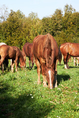 Obraz premium Horses grazing in a field on a sunny summer day