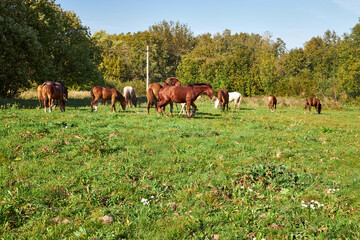 Horses grazing in a field on a sunny summer day