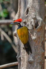 Common flameback, Common goldenback woodpecker birdwatching in the forest.