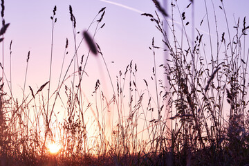 a view of a purple sunset in the sunlight through the grasses in a field in the fall