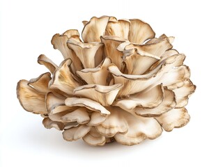 A cluster of fresh, white mushrooms with delicate, fan-shaped caps.