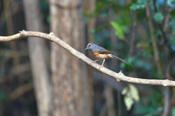 White-rumped shama female birdwatching in the forest.