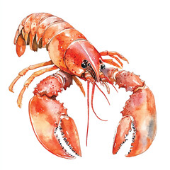 Lobster watercolor clipart illustration isolated