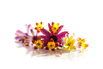 small bouquet of small multi-colored summer flowers