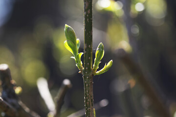 Young tree sprout growing in spring sunlight. Nature awakening to life with a tiny bud emerging...