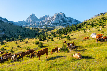 A herd of cows grazing in a beautiful green meadow on a mountain with a view of rocky peaks in the background	