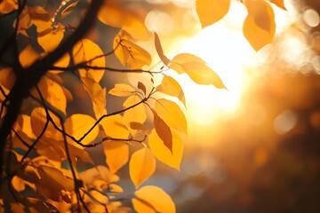 Golden Autumn Leaves with Sun Shining Through in a Blurred Background