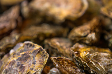 Harvesting Pacific oysters at a bustling coastal market during the early morning hours, celebrating nature's ocean bounty