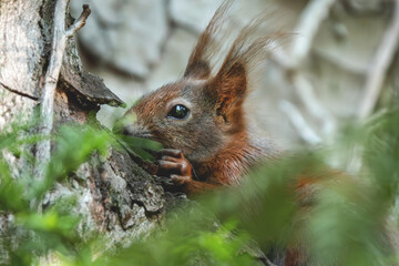 Eichhörnchen versteckt im Baum
