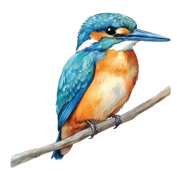 recommend clip art: Kingfisher watercolor clipart illustration isolated