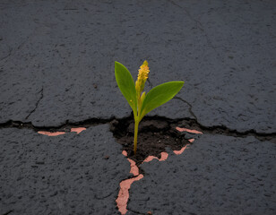 plant growing from soil, plant in soil