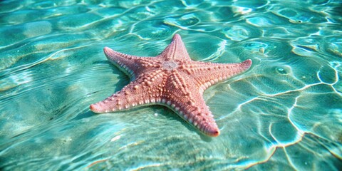 A starfish lies in the shallow and clear sea water.