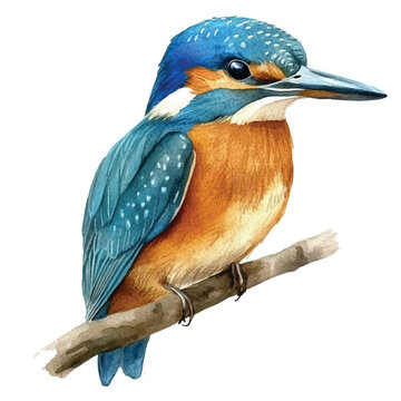 recommend clip art: Kingfisher watercolor clipart illustration isolated