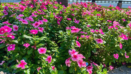 Field of Pink Catharanthus Roseus