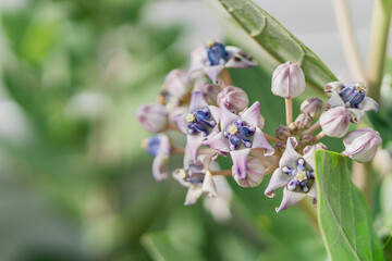 Close-up of Purple and White Flowering Plant