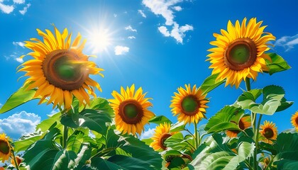 Sunlit sunflower garden thriving under a clear blue sky, celebrating the beauty of summer and natures vibrant growth