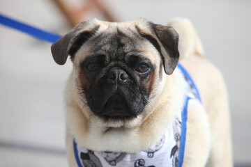 portrait of a cute pug dog, mops, outdoors on a leash wearing jacket 