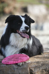 portrait of a beautiful border collie dog outdoors