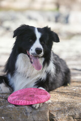 portrait of a beautiful border collie dog outdoors