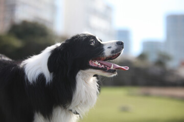 portrait of a beautiful border collie dog outdoors