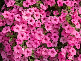 Fototapeta premium Surfinia are actually drooping petunias. They are very popular and we see them in the summer season when they bloom in different colors. They are grown on terraces and balconies.