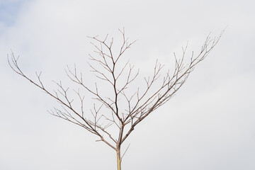 Bare Tree Branches Against Cloudy Sky