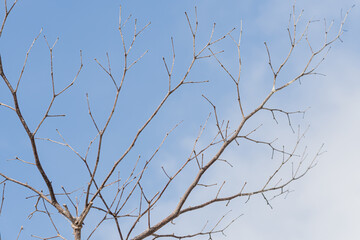 Bare Tree Branches Against Cloudy Sky