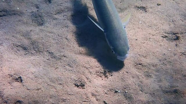 Close-up of moving fish gray mullet (Mugil cephalus), it inhabits Black, Red and Mediterranean seas, the fish is important object of commercial fisheries and farming in Mediterranean Sea